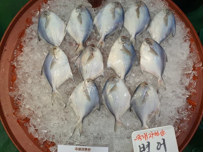 7월 병어