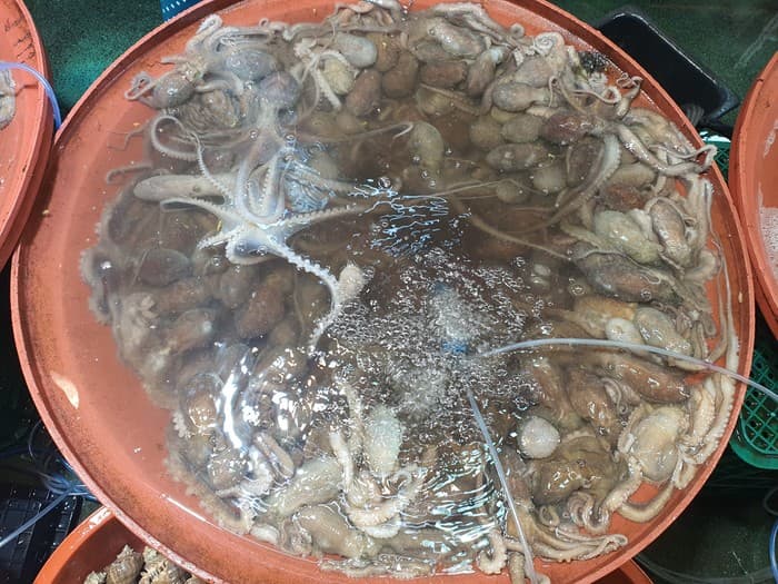 4월 낙지
