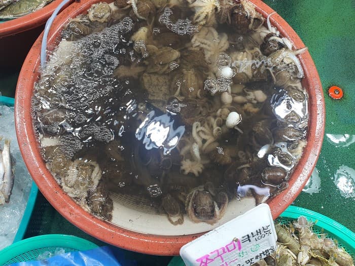 4월 주꾸미