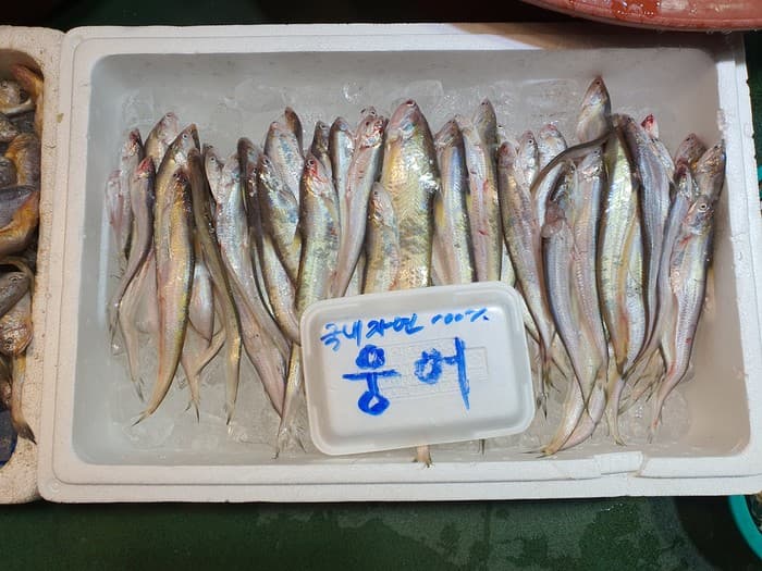 웅어