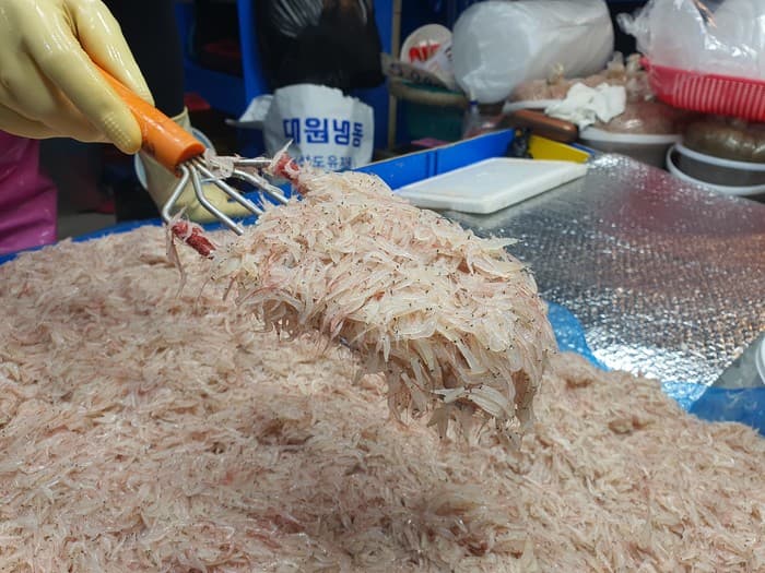 9월 젓새우